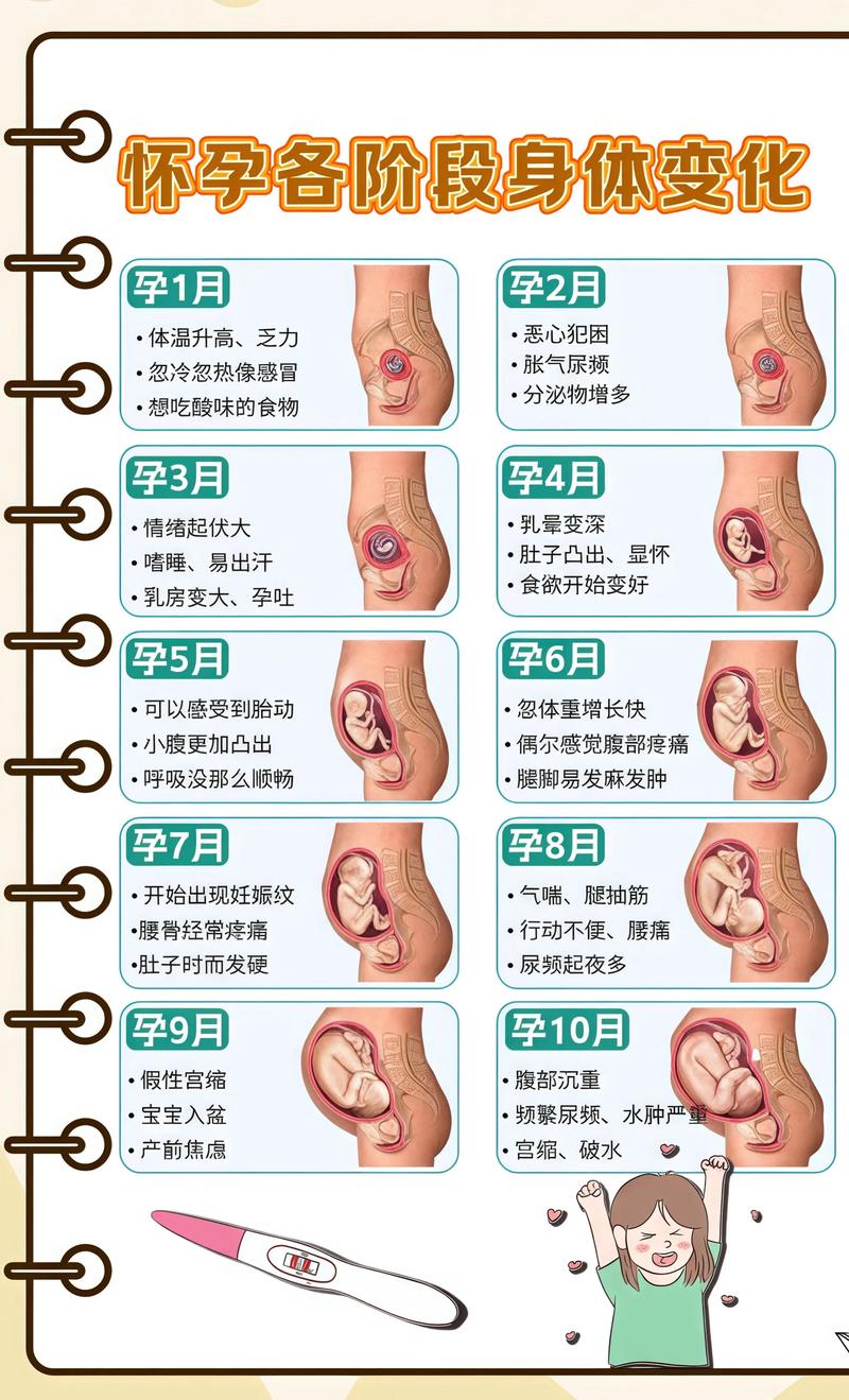 揭秘供卵代孕妈妈怀孕小腹分两节，孕期变化的奥秘鹰潭代生机构: